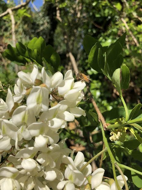 Inizio fioritura e raccolto di acacia 2020