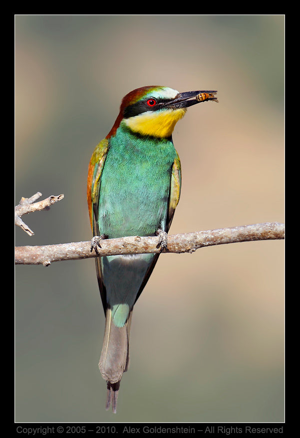 IL GRUCCIONE, NEMICO DELLE API!