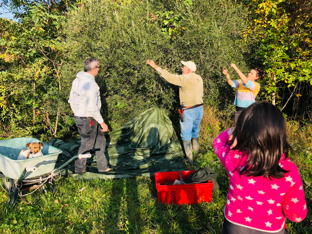 Olio Pieveregina molitura 2020