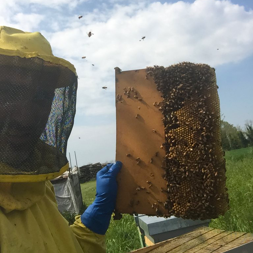 Alleviamo i maschi di ape: i FUCHI... il motivo è...