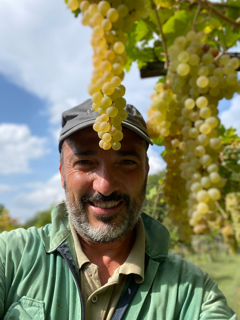 La vendemmia di Carlino