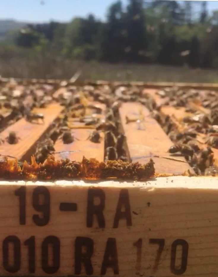 PRO POLIS, A DIFESA DELLA CITTA'