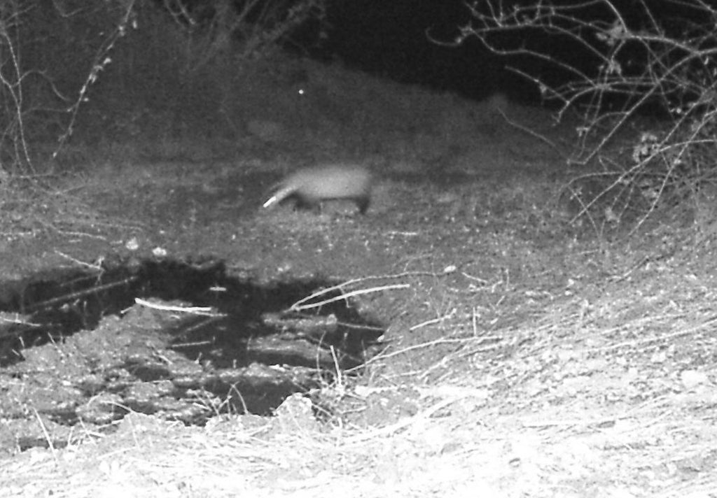 Video della Fototrappola: il TASSO