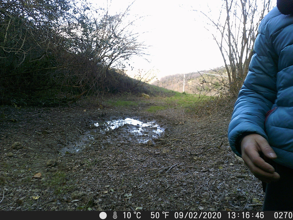 Video della Fototrappola: La FAINA