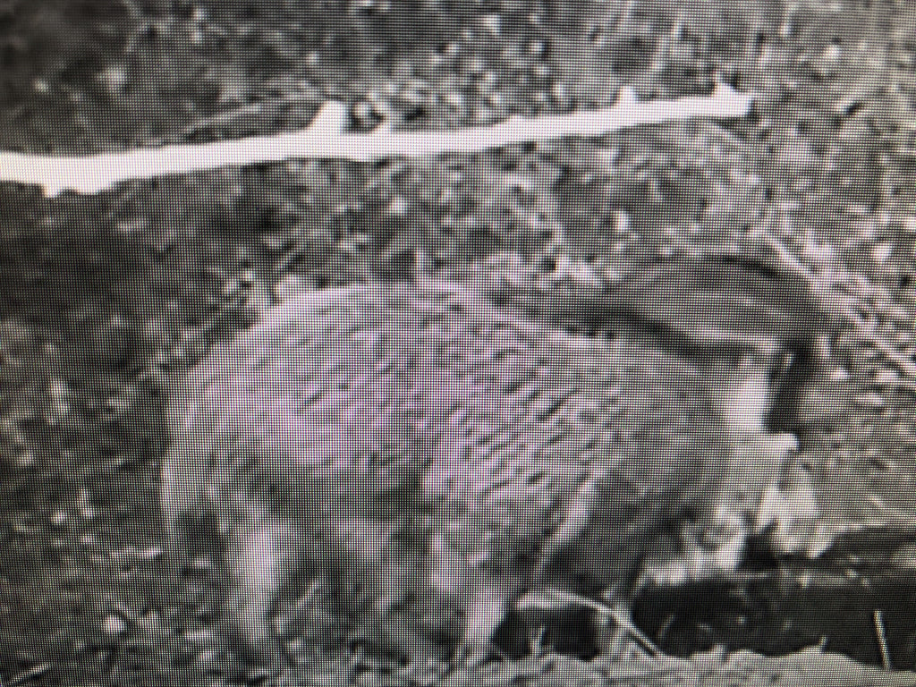 Nuova rubrica: notizie dalla natura Pieveregina !