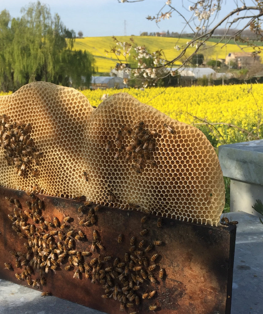 Lavori in corso nei campi di colza