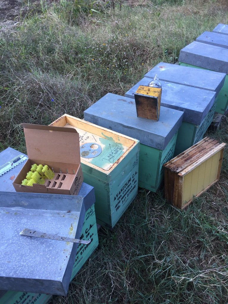 Lavori in corso per la produzione di miele e polline di edera pieveregina!